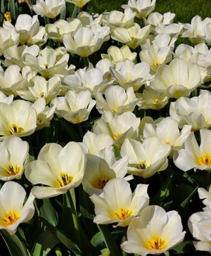 Tulip Tulipa fosteriana Concerto