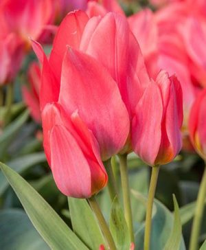 Tulip Tulipa gregii Toronto