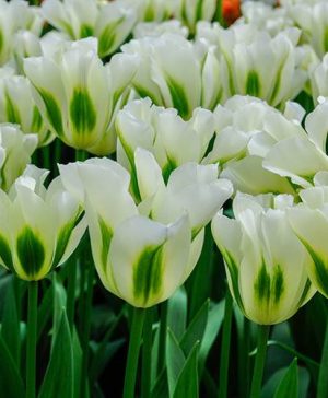 Tulip Tulipa viridiflora Spring Green
