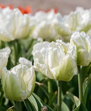 Tulip White Parrot
