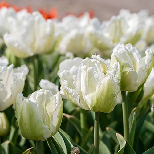 Tulip White Parrot