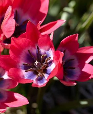 Tulip pulchella Little Beauty