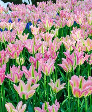 Tulip viridiflora Greenland