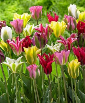 Tulip viridiflora Mix