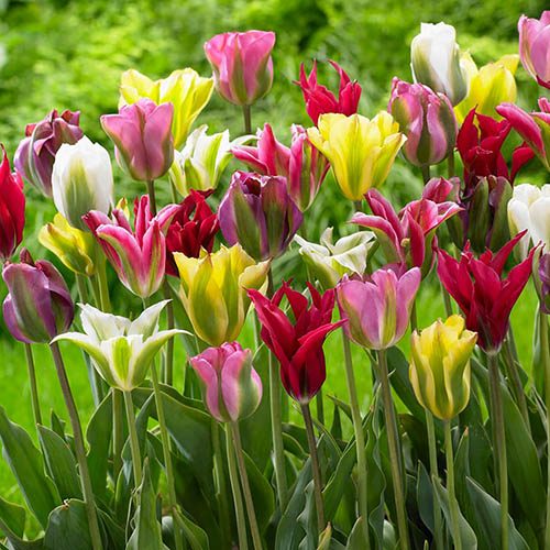 Tulip viridiflora Mix