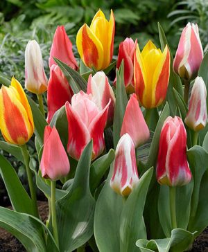 Tulips Miniature Mixed