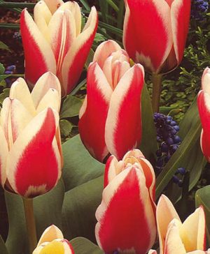 Tulips Miniature Red/White