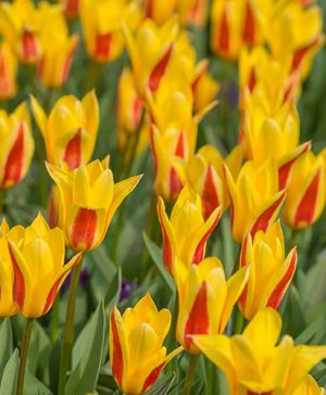 Tulips Miniature Yellow/Red