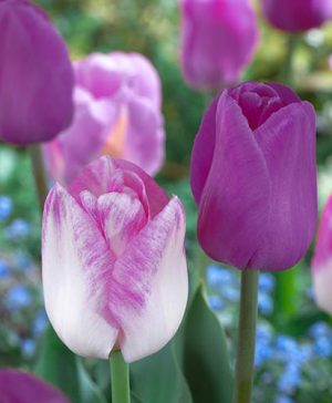 Tulips Purple Shades