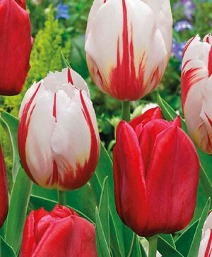 Tulips Strawberry & Cream