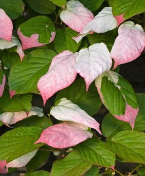Variegated Kiwi