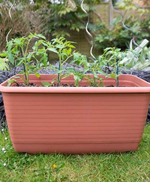 Vegetable Trough & Canes