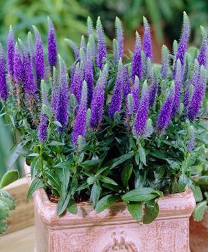 Veronica spicata Ulster Blue Dwarf Speedwell