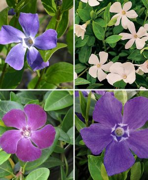 Vinca minor Collection