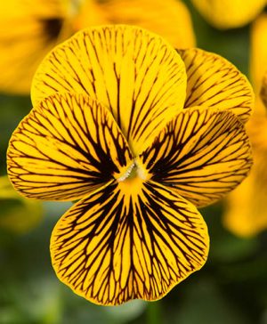 Viola Sorbet Tiger Eye