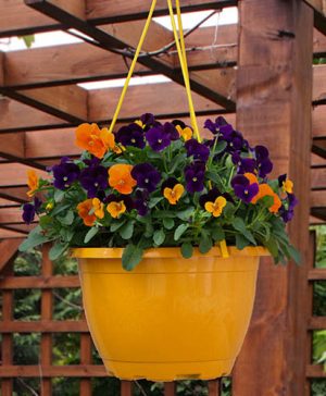Viola Totally Brilliant Hanging Baskets