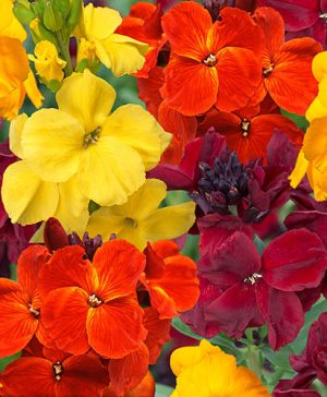 Wallflower Sunset Tutti Frutti Mix