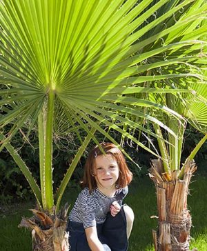 Washingtonia robusta (Cotton Palm) in 20cm pot 75-90cm Tall