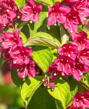 Weigela All Summer Red