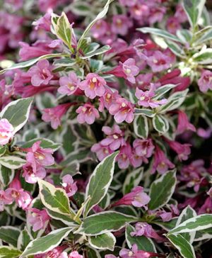 Weigela Monet