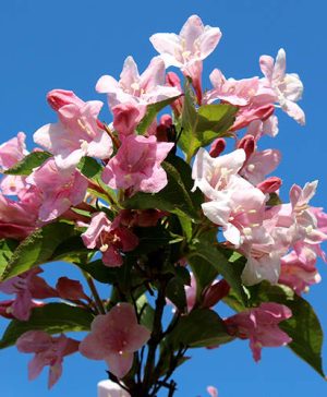 Weigela florida Rosea