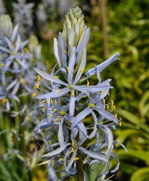 Wild Hyacinth Camassia cusickii