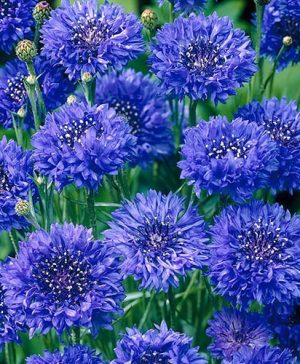 Wildflower Cornflower Centaurea cyanus Seeds
