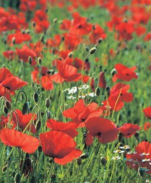 Wildflower Poppy Papaver rhoeas Seeds
