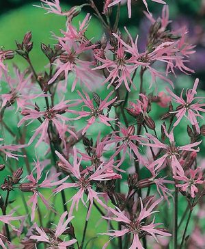 Wildflower Ragged Robin Lychnis flos-cuculi Seeds