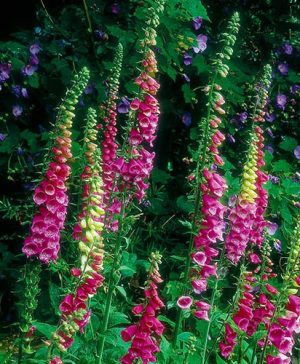 Wildflower Wild Foxglove Digitalis Purpurea