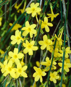 Winter Jasmine Jasminum nudiflorum