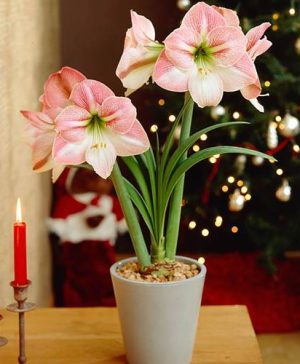 XXXL Jumbo Amaryllis Appleblossom size 36/40