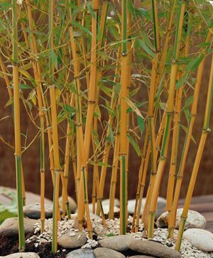 Yellow Bamboo Phyllostachys Aureocaulis