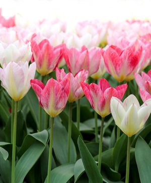 Young Love Tulip Collection