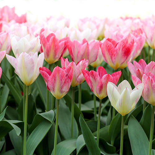 Young Love Tulip Collection