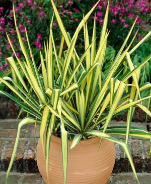 Yucca filamentosa Colour Guard Needle Palm