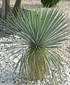 Yucca rostrata