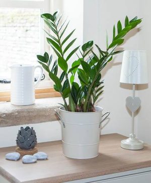 Zamioculcas