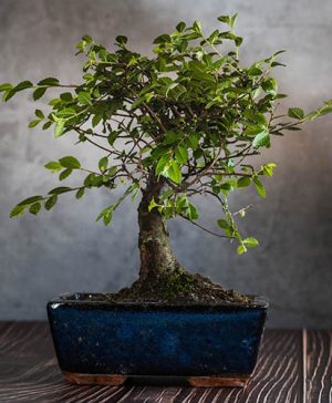 Zelkova Bonsai Ball