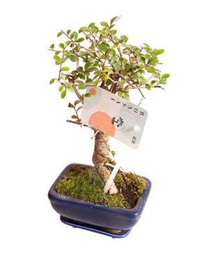 Zelkova Bonsai Ball Shape 12cm